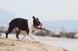 BOSTON TERRIER 418